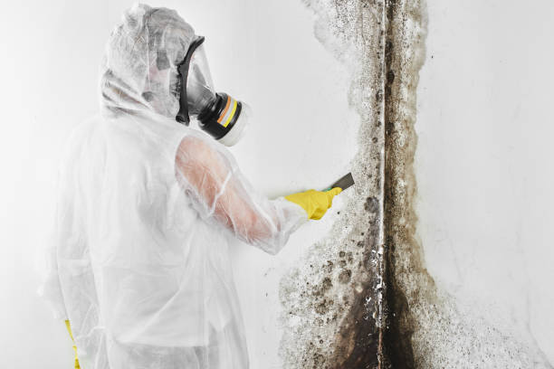 Best Mold Testing and Inspection Services in Bridgeport, NY