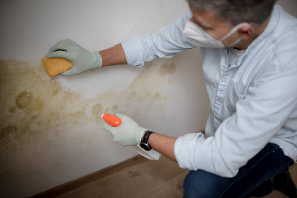 Best Residential Mold Remediation in Bridgeport, NY