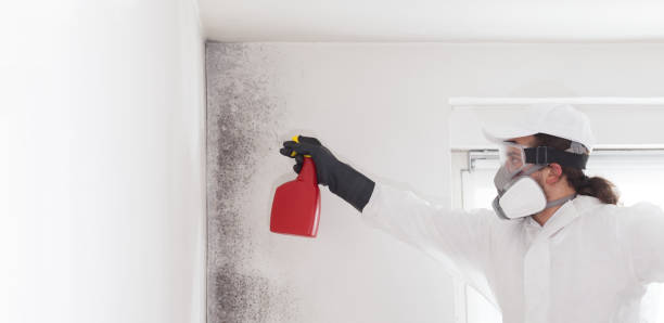 Bridgeport, NY Mold Remediation Company
