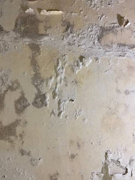 Best Post-Flood Mold Remediation in Bridgeport, NY